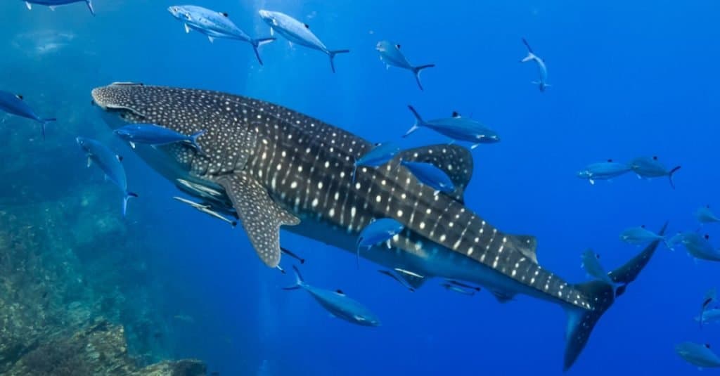 Gli 8 squali più grandi in agguato al largo delle coste degli Stati Uniti