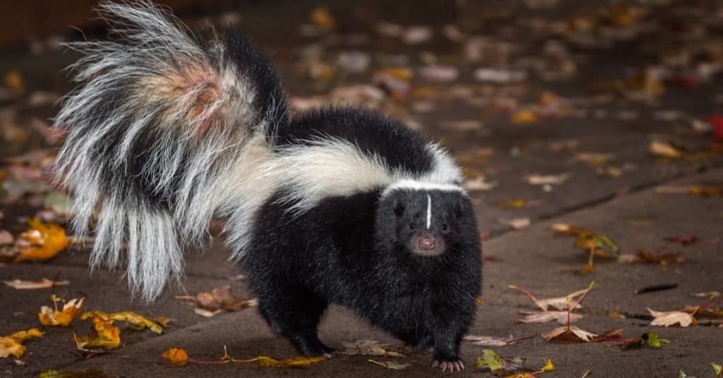 Skunk a strisce (Mephitis mephitis) su un percorso