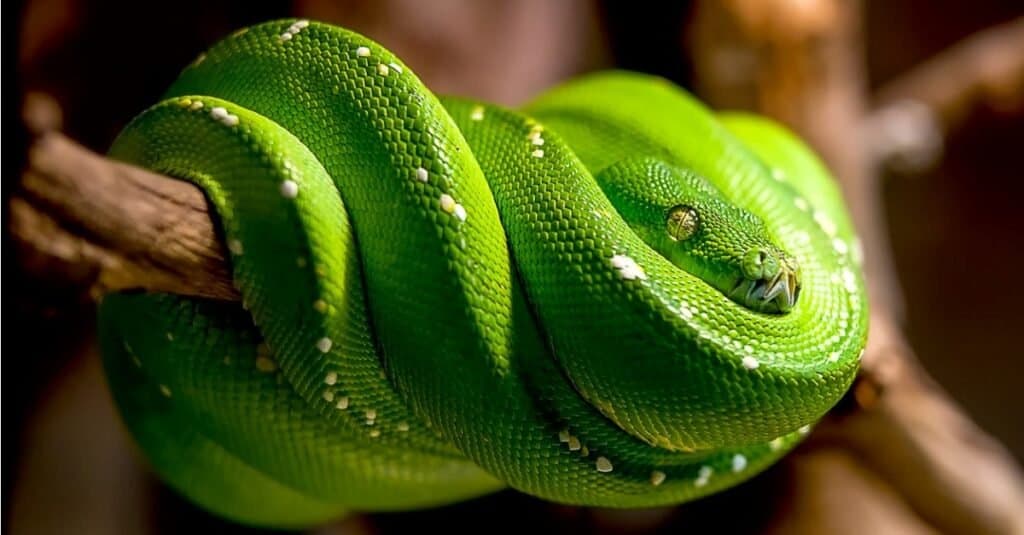 Bellissimi animali verdi - boa albero smeraldo