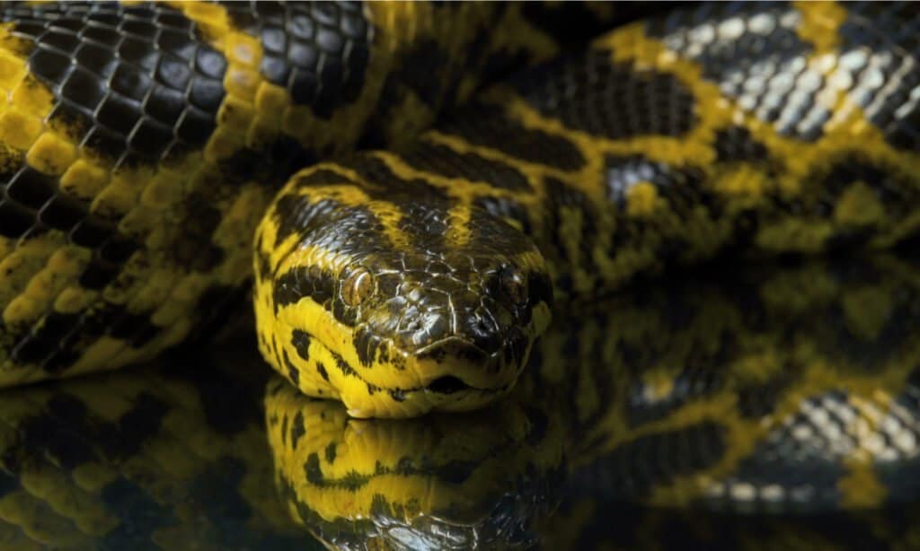 Anaconda gialla