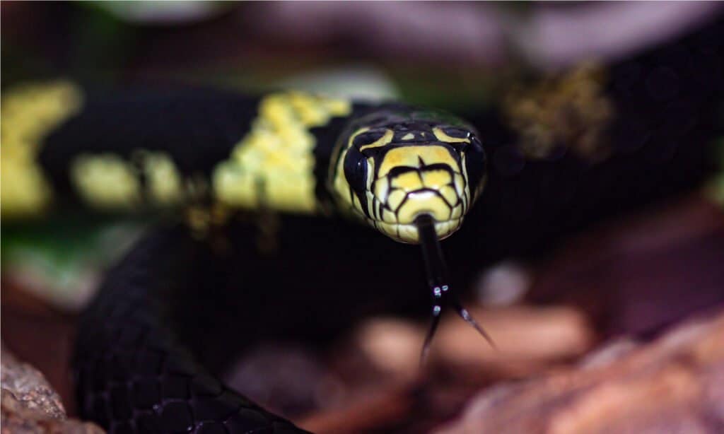 10 serpenti del Rio delle Amazzoni