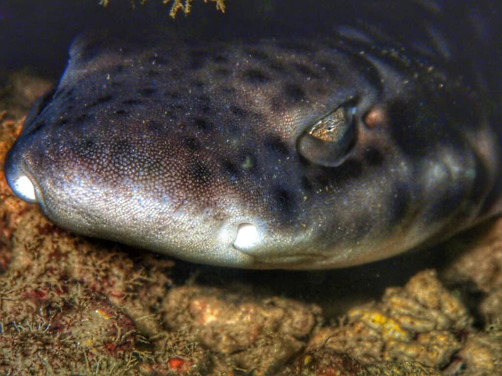 Primo piano della faccia di uno squalo bambù macchiato di bianco durante un'immersione nel Borneo