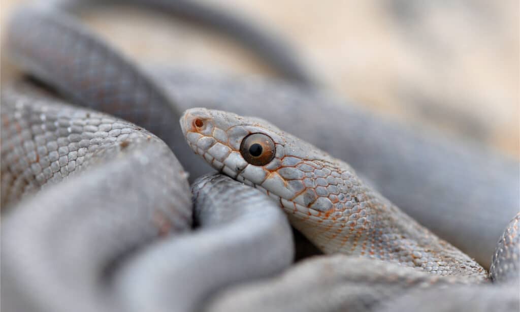 Un primo piano della testa di un serpente di ratto di Baird