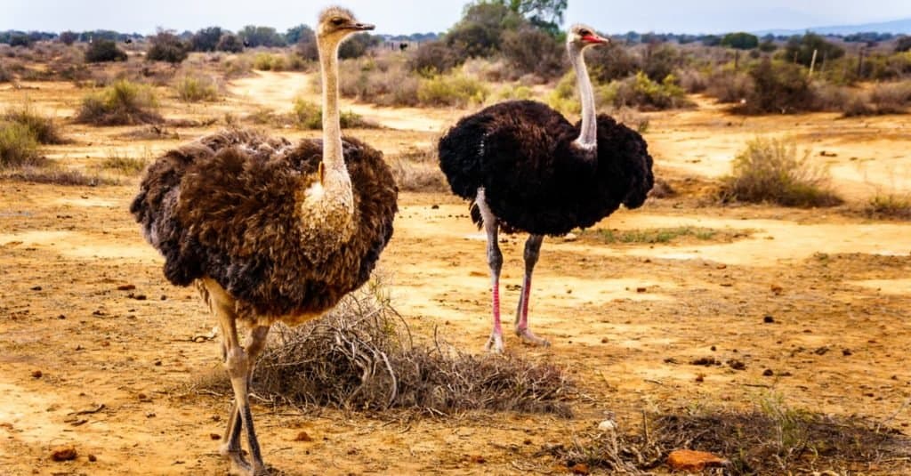 Animali più alti: struzzo