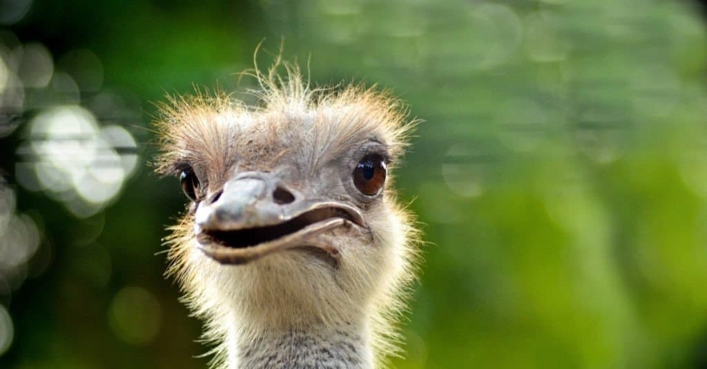 Primo piano di vista superiore della testa dell'uccello dello struzzo (Struthio camelus) con lo sfondo della natura.
