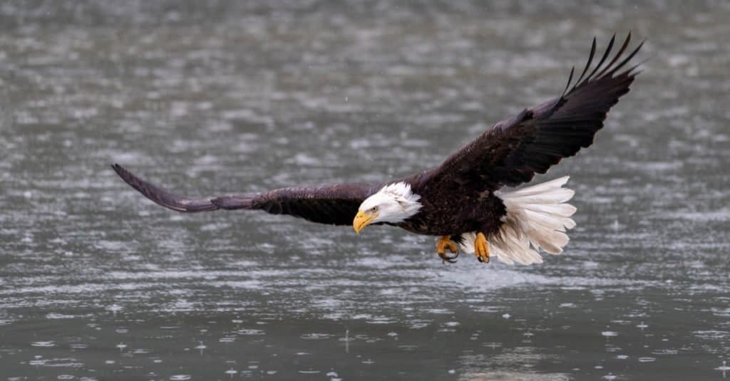 Le aquile più grandi del mondo: l'aquila calva americana