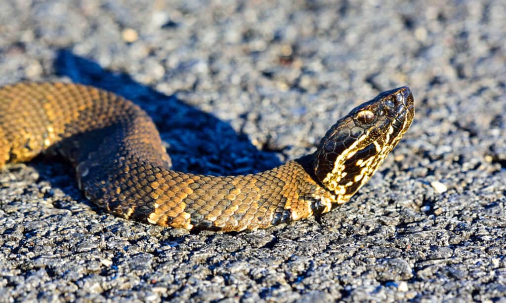 Cottonmouth settentrionale
