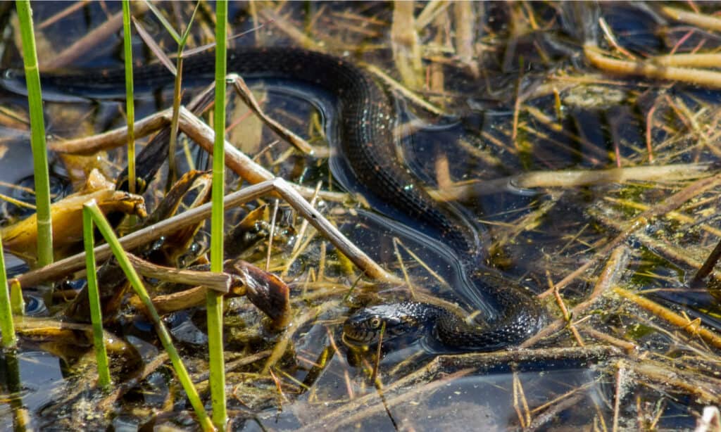 Serpente d'acqua verde