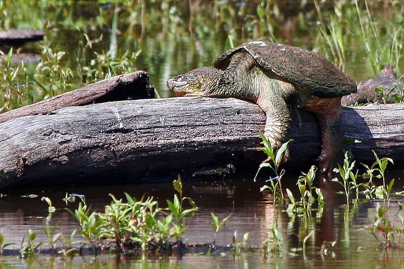 Snapping Turtle dall'acqua