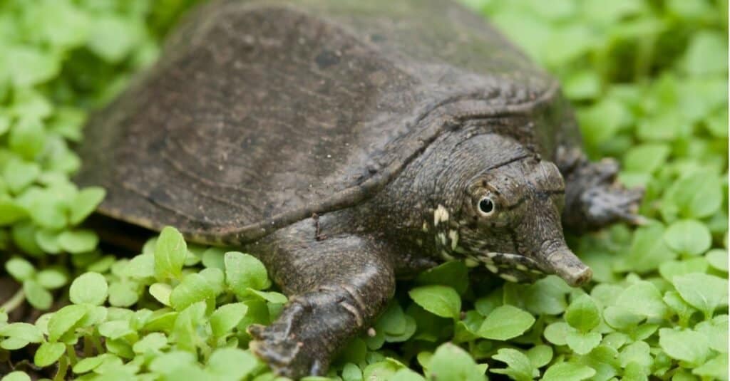 Tartaruga spinosa dal guscio molle