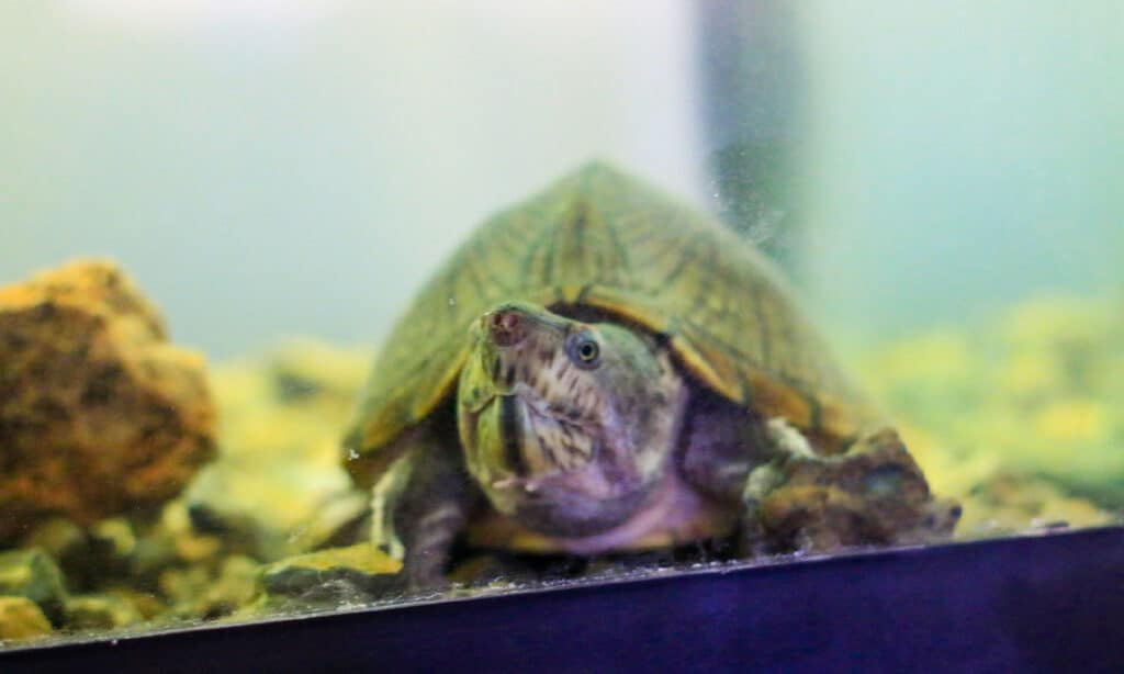 Tartaruga Muschiata Razorback