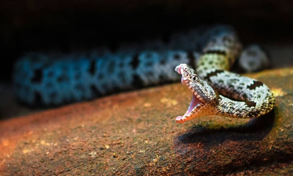 serpente a sonagli di roccia
