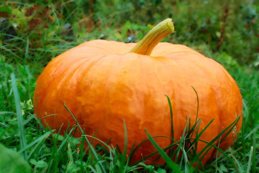 zucca