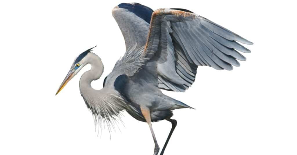 Great Blue Heron, isolato su sfondo bianco.