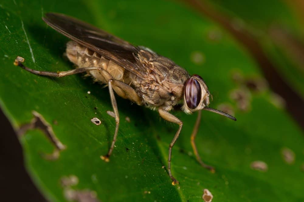 Tsetse Fly (Glossina) - animale mortale per l'uomo - uccide circa 10.000 persone all'anno