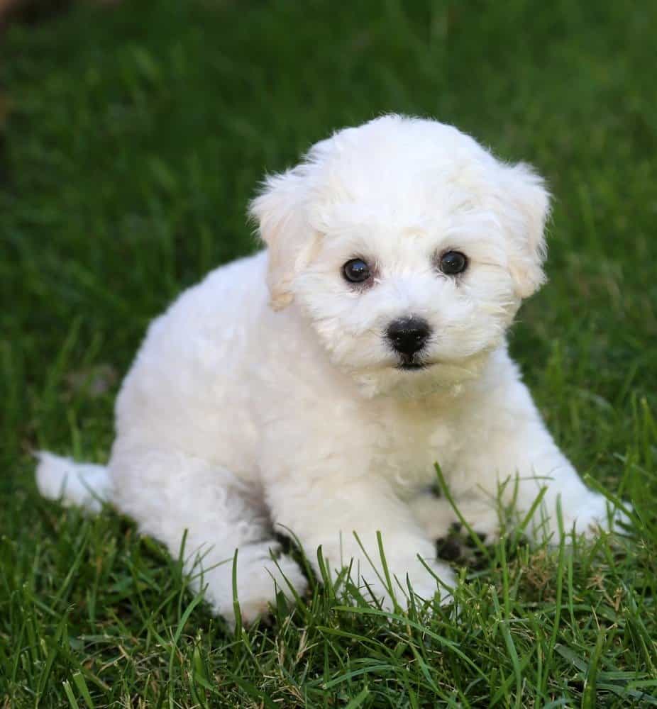 Cucciolo di Bichon Frise