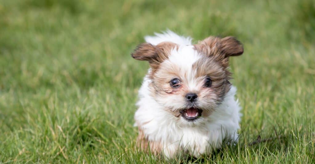 Shih Tzu Denti - Cucciolo di Shih Tzu
