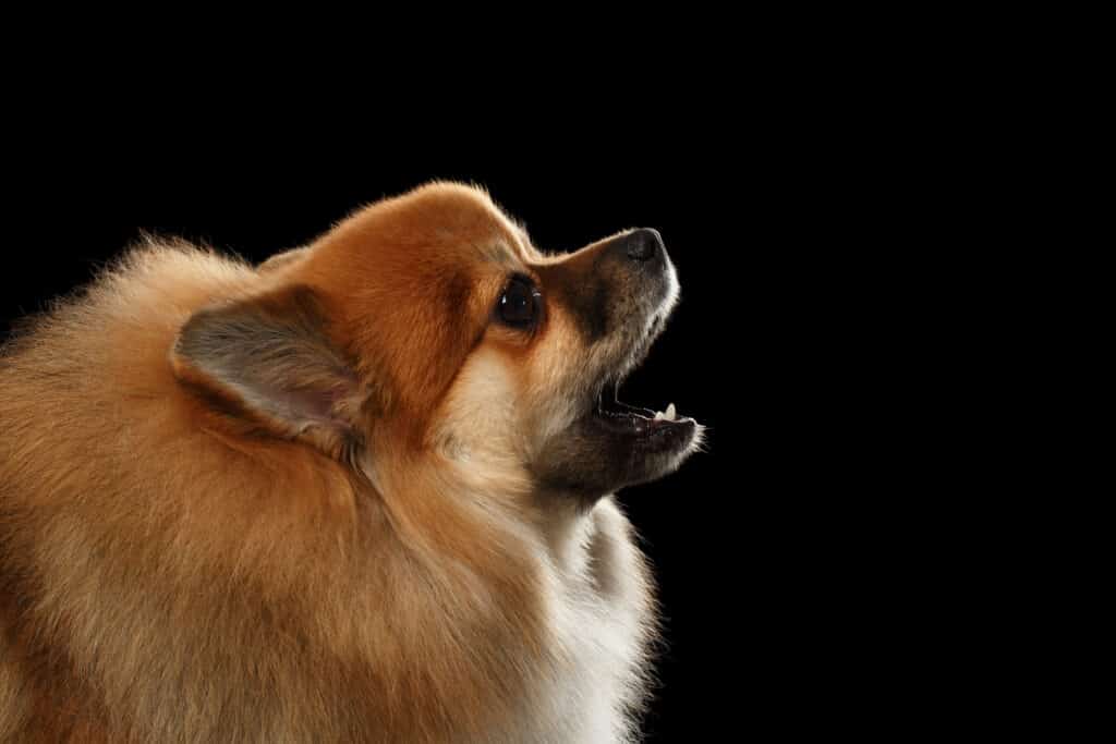 Pomerania che abbaia contro uno sfondo nero