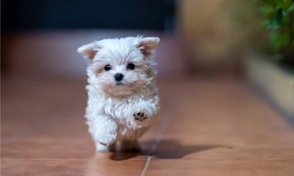 Maltese contro Maltipoo