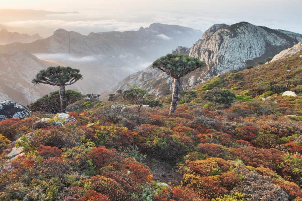 Paesaggio di Socotra
