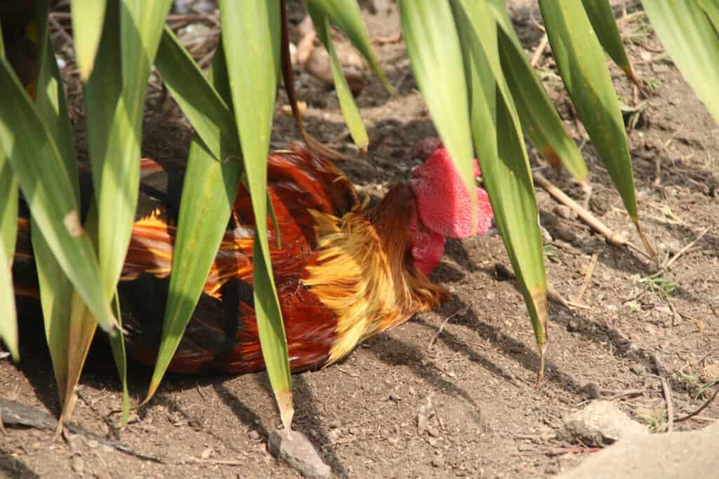quanto è caldo è troppo caldo per i polli