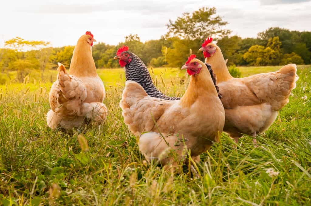 galline in un campo