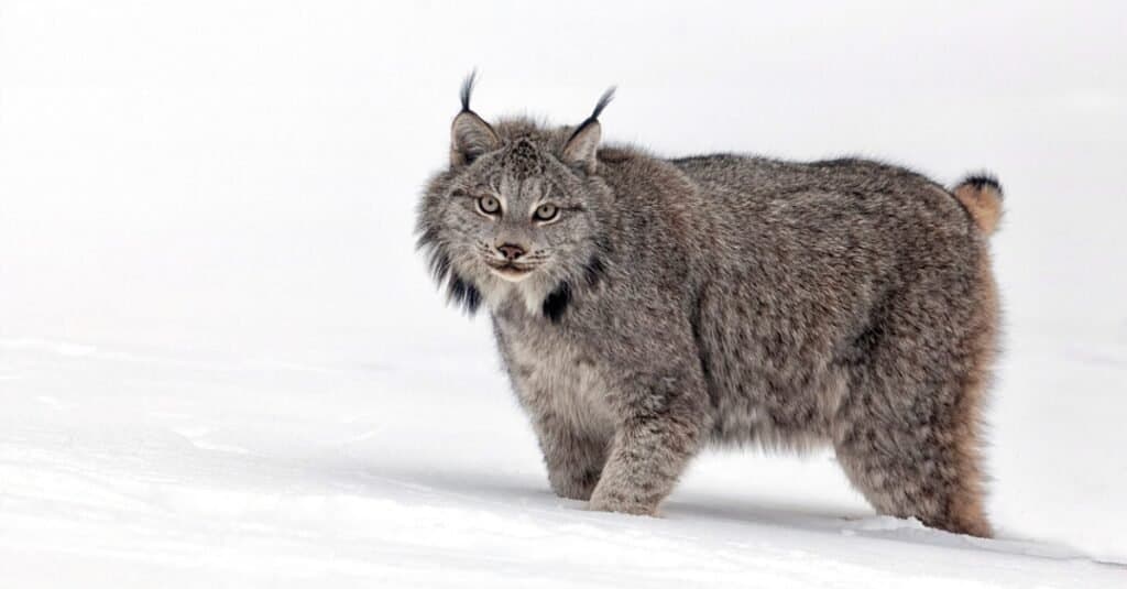 Lince canadese nella neve profonda