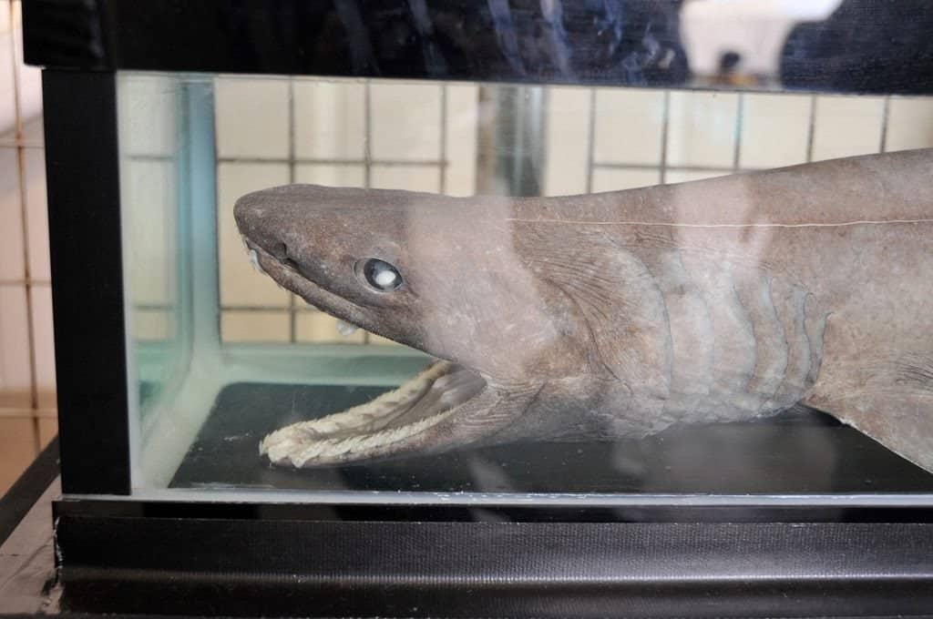 Squalo arricciato nel museo