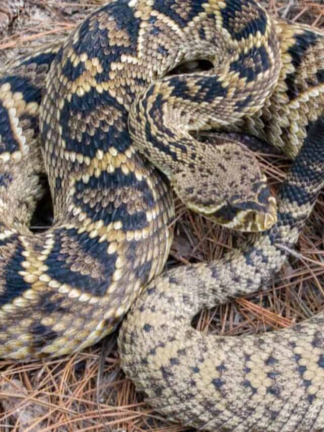 Grande serpente a sonagli diamondback orientale