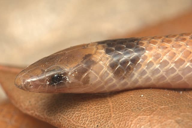 Florida serpente incoronato Tantilla sinistra