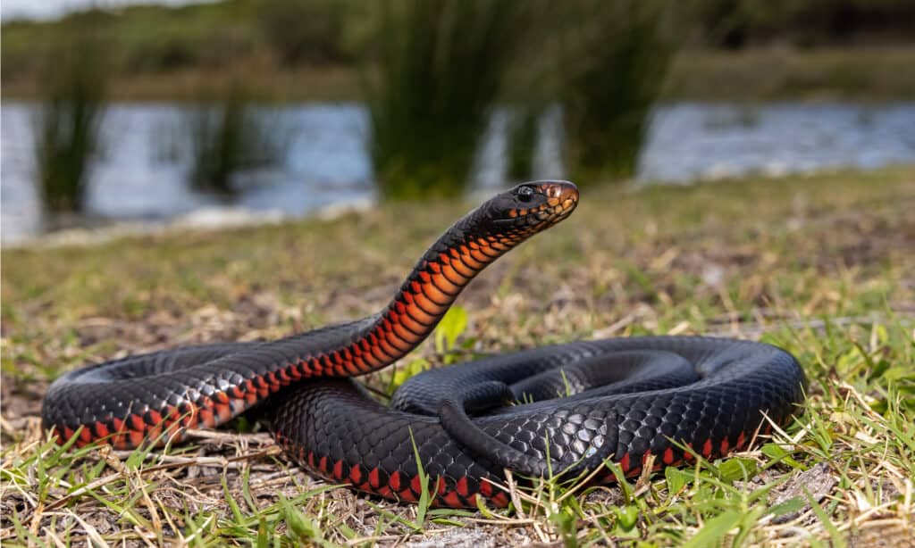 Serpente nero dal ventre rosso