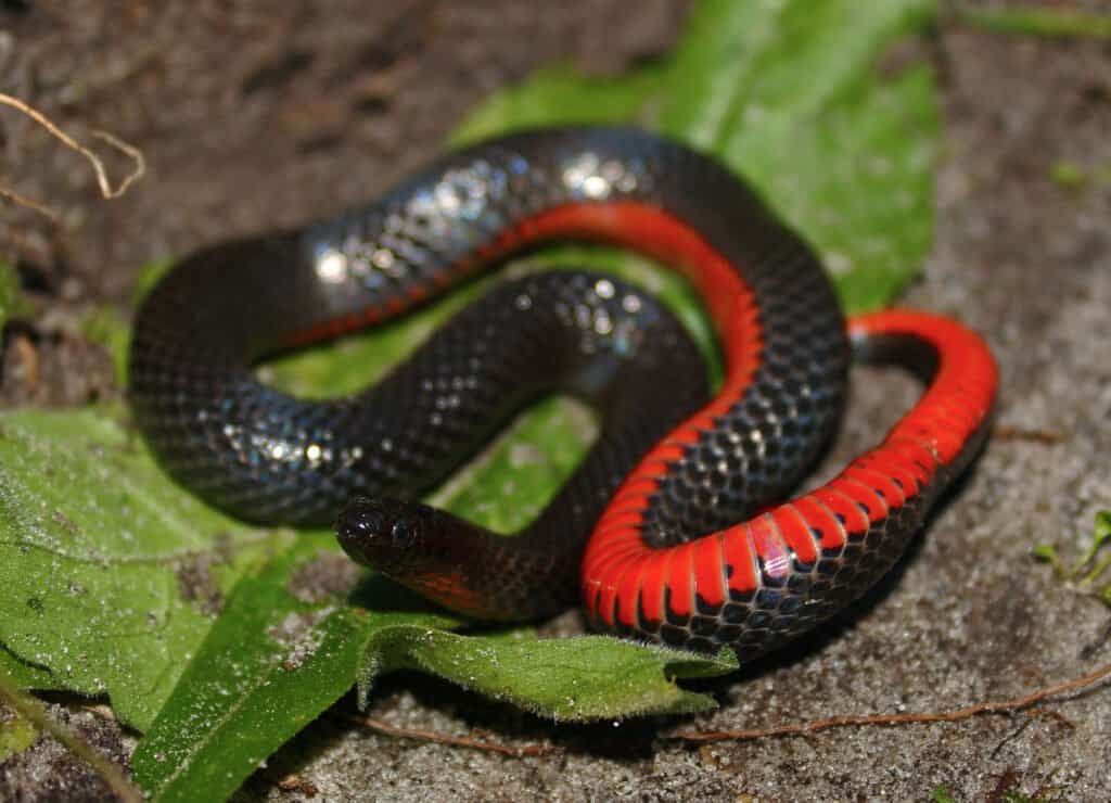 Serpente di palude nero
