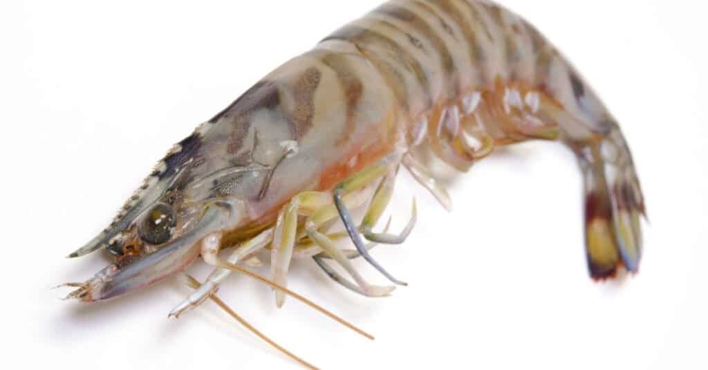 Il gambero più grande - Kuruma Prawn 
