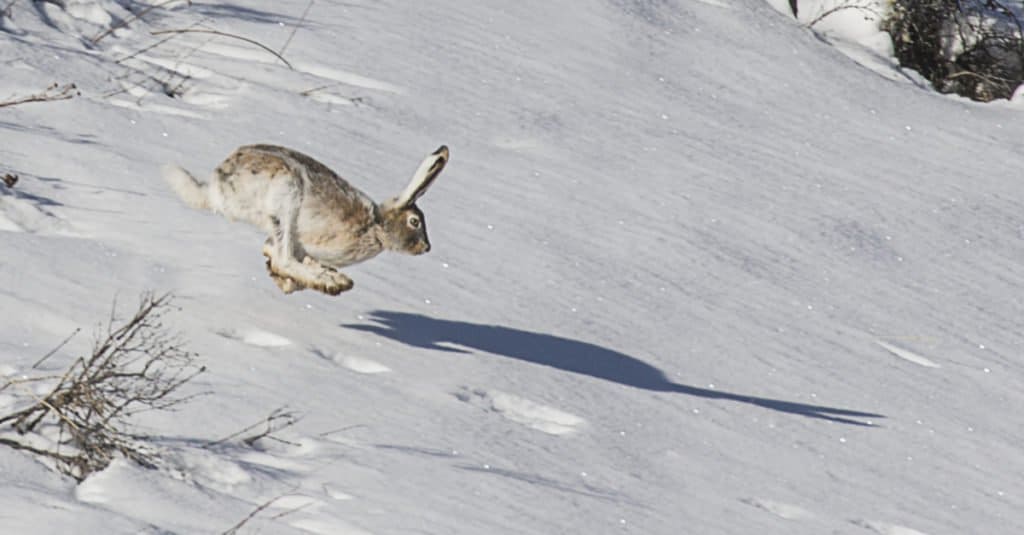 Lepre con le racchette da neve