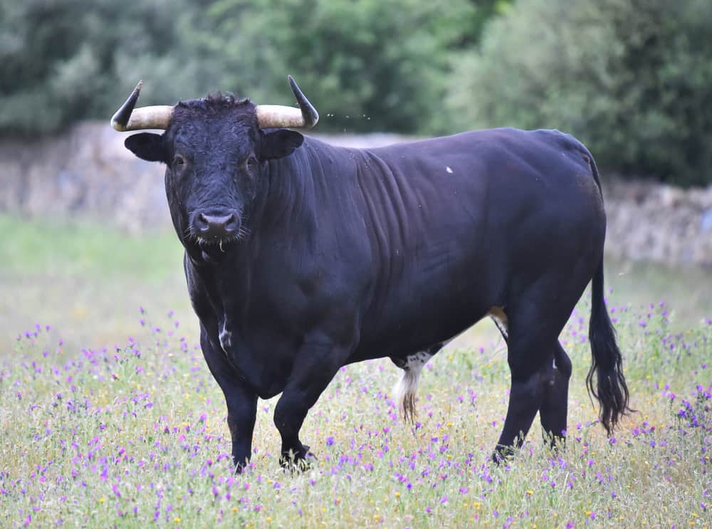 Toro in spagna nel campo verde