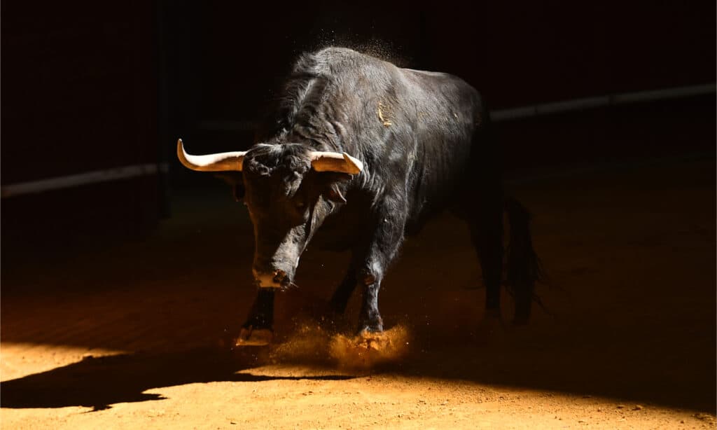 Toro nell'arena spagnola