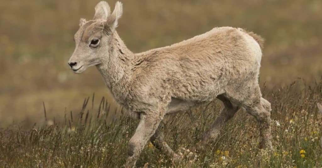 Agnello di pecora Bighorn sul monte Washburn nel Parco Nazionale di Yellowstone, Wyoming.