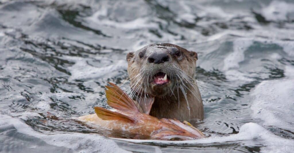 Cosa mangiano le lontre di fiume?