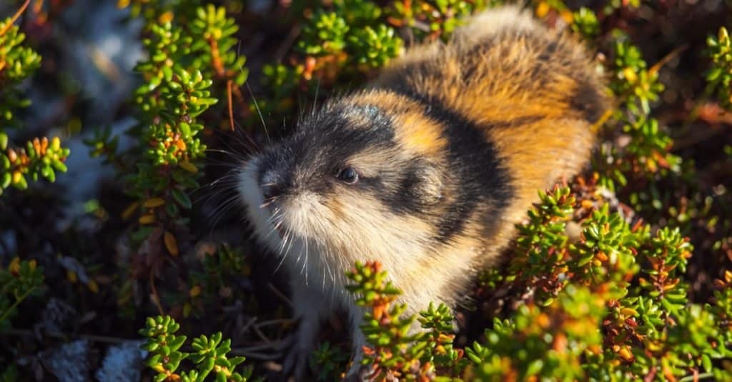 Lemming contro criceto