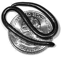 Serpenti più piccoli: Barbados Thread snake