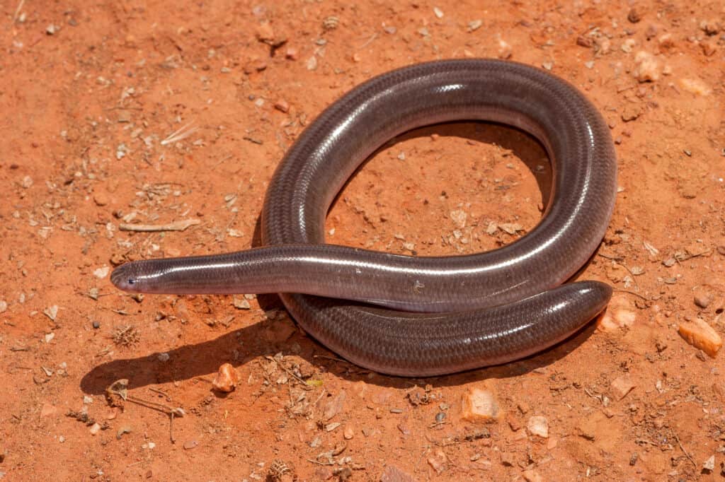 bimini serpente cieco
