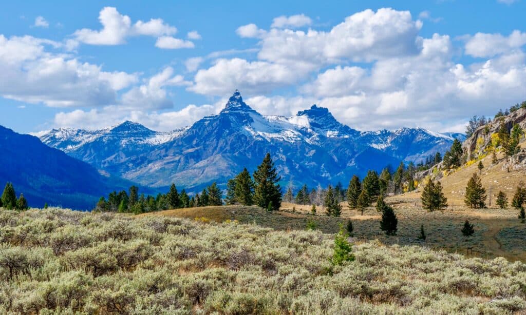 La foresta pietrificata di Yellowstone