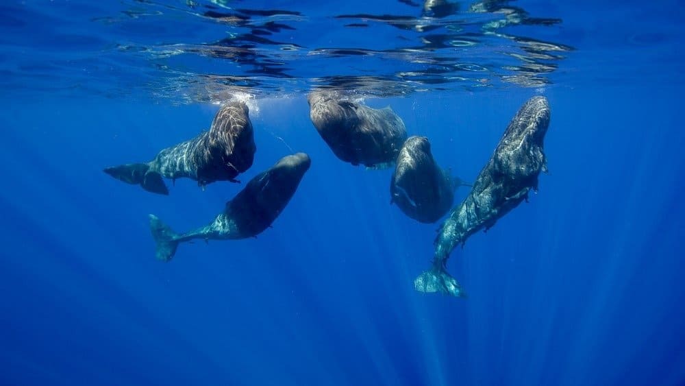 Capodogli in un incontro sociale, Oceano Indiano, Mauritius.