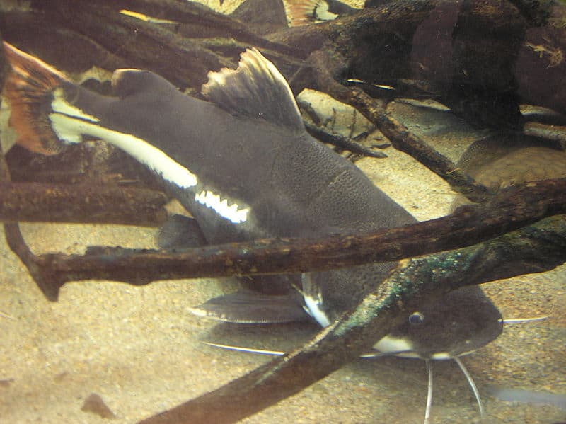 Pesce gatto
