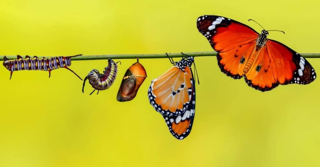 ciclo di vita delle farfalle