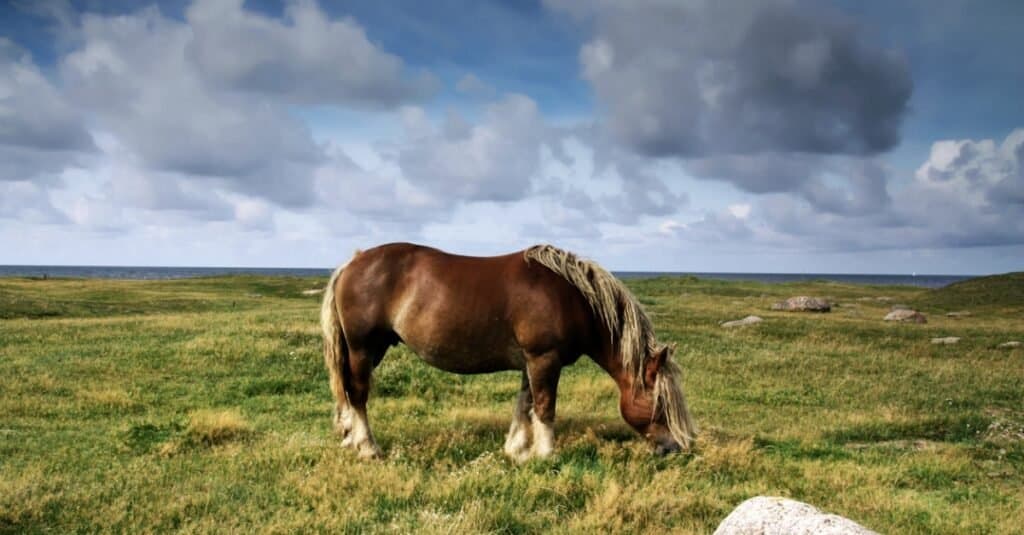 Yellowstone a cavallo