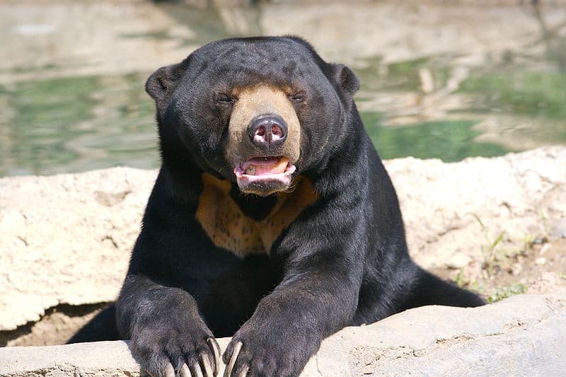 uno dei fatti più incredibili dell'orso del sole è che sono una specie chiave di volta, il che significa che avvantaggiano l'intero ecosistema