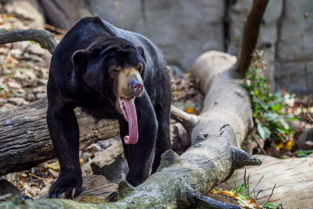 Orso del sole malese