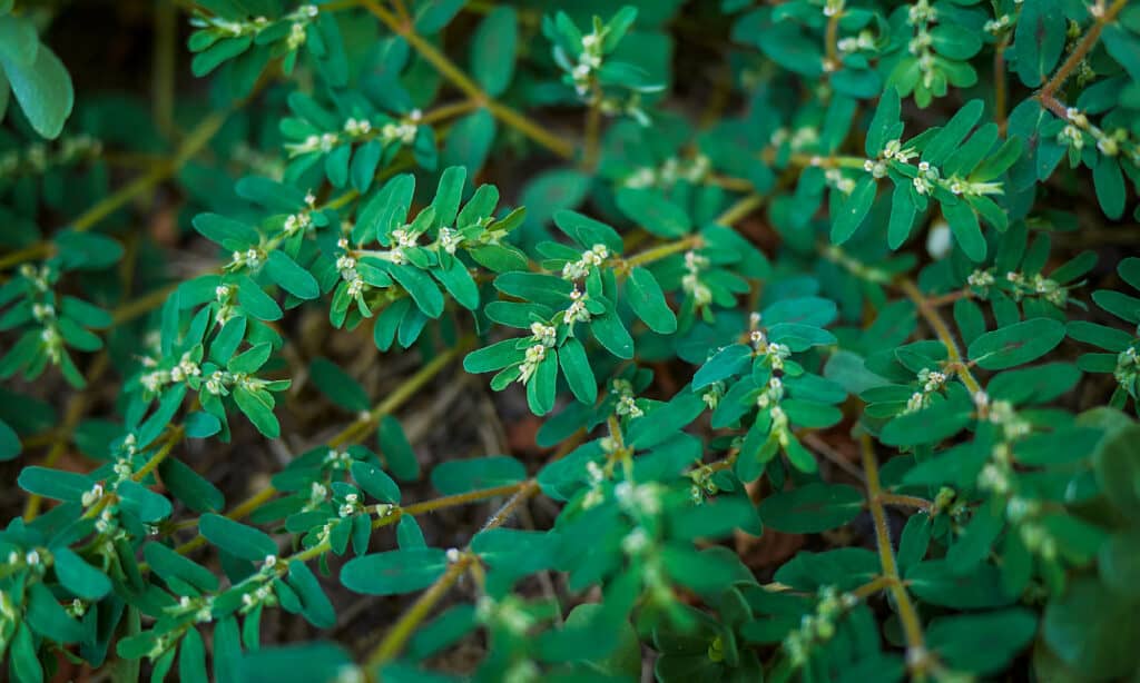Euforbia maculata