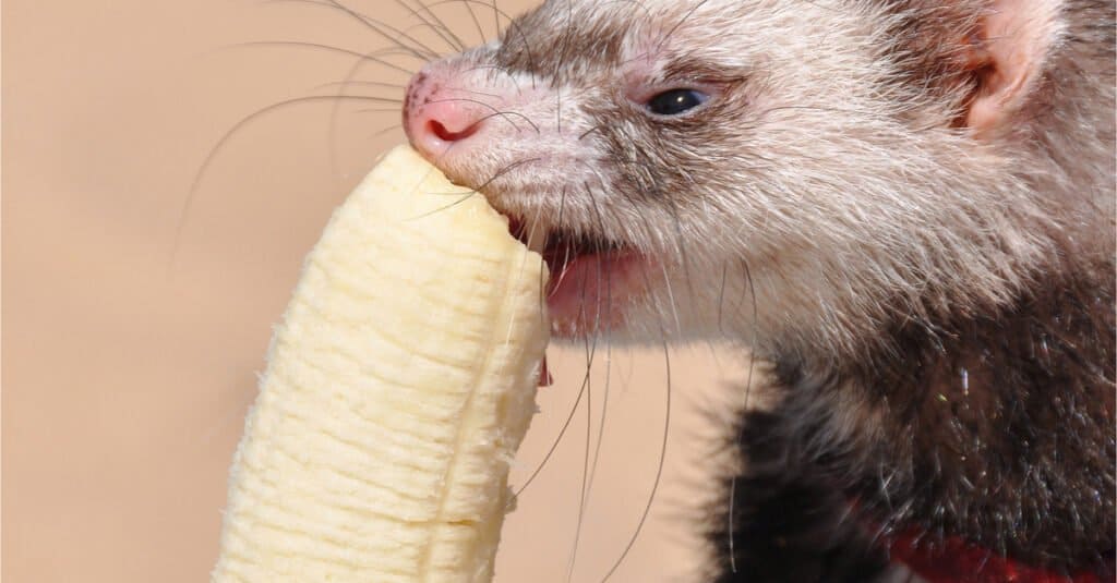 Denti di furetto - furetto che mangia una banana